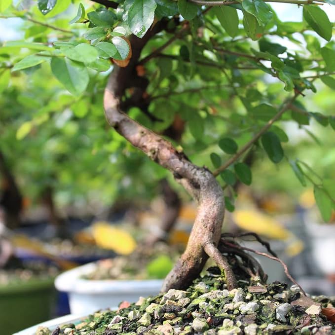 Brussel's Bonsai Live Chinese Sweet Plum Bonsai Tree - 5 Years, 6 to 10 in - Indoor Bonsai in Ceramic Bonsai Pot