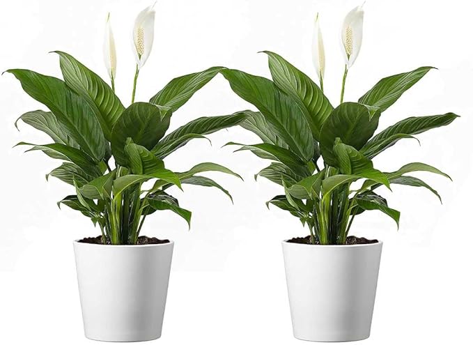 American Plant Exchange Spathiphyllum Peace Lily Live Plant, Indoor Flowering Houseplants, 4-Inch Pots, 2 Pack, Pot Covers, Easy Care, Low Light, Perfect for Housewarming, Sympathy, or Party Gifts
