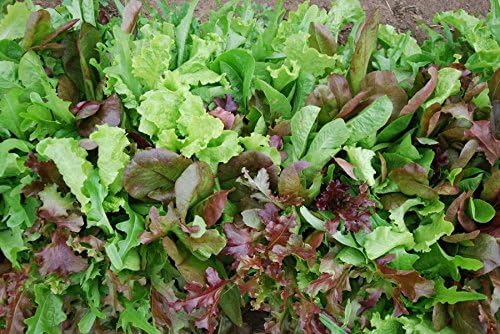 Dirt Goddess Super Seeds ~ Mesclun Mix Seeds (1/4 Lb) 106,000 Seeds Bulk Non GMO
