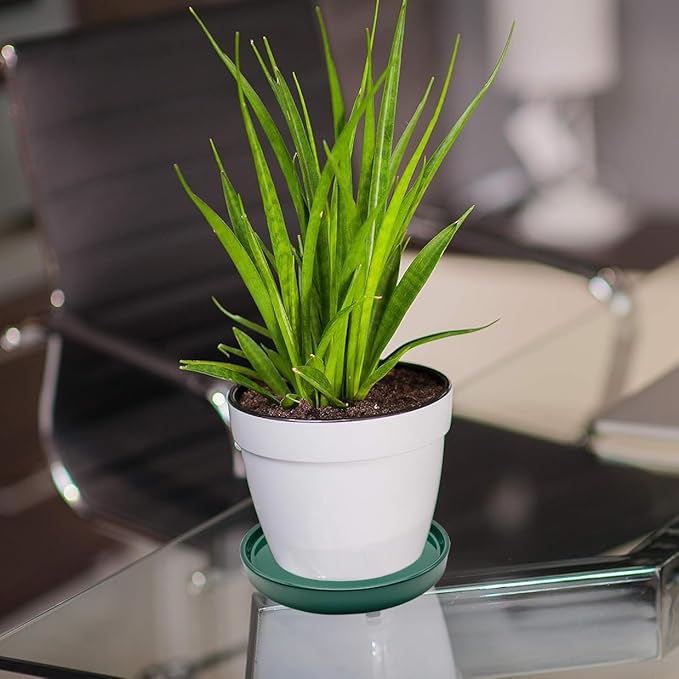 Ceramic Plant Saucer Pot Tray 10 Inch, Planter Saucers 4 5 6 7 8 9 10 11 12 13 Inch for Indoors Outdoor, Durable Sturdy Flower Drainage drip Water Tray for Glazed Pots Base (10.7 Inch-Green)