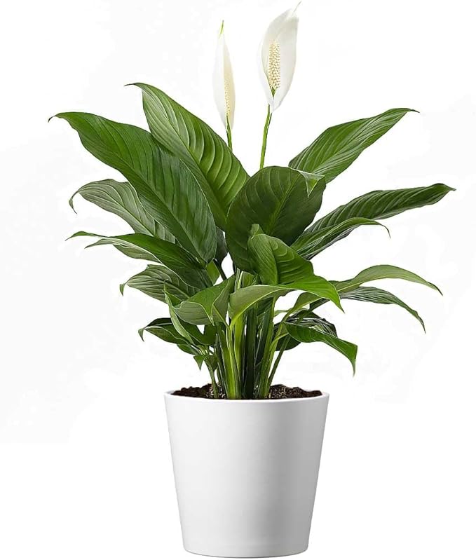 American Plant Exchange Peace Lily, Live Spathiphyllum Plant, Indoor Flowering Houseplant, 4-Inch Pot, Deco Cover, Easy Care, Low Light, Perfect for Housewarming, Sympathy, or Party Gift
