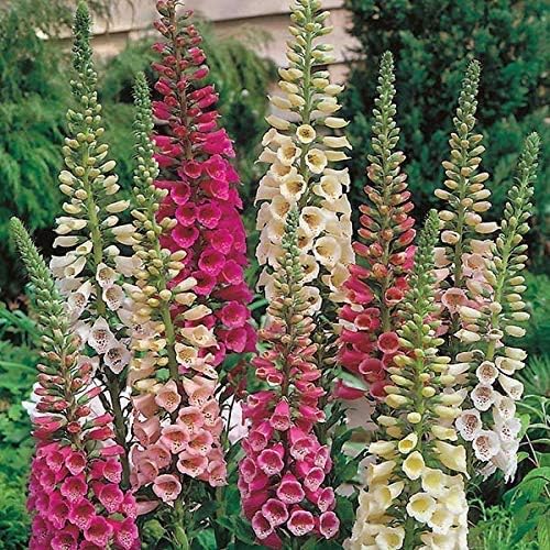 Outsidepride Digitalis Purpurea Foxy Foxglove Seeds – 10000 Pcs Biennial, Prolific, Tall Growing Flower Seeds w/Pollinator-Friendly Blooms for Shaded Gardens & Outdoor Landscapes (AAS Winner)
