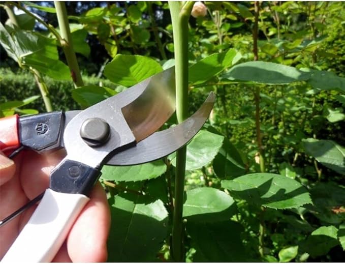 Okatsune Pruning Shears Unique 8.3 inches (210 mm) (Blister) No. 104