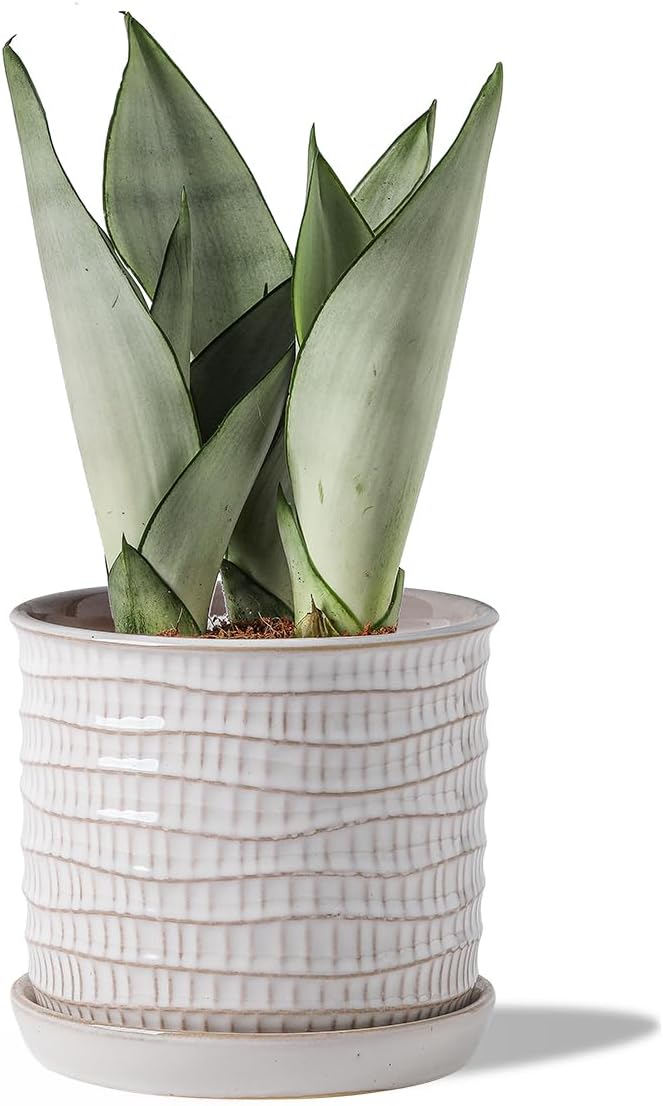 6 Inch Plant Pot: Ceramic Planter with Drainage Hole & Saucer - Cream White Flowerpot for Indoor & Outdoor Plants - with Separate Tray for Home & Office - Wave Embossed Design