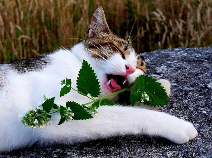 Catnip Catmint Nepeta Cataria About 100 Seeds for Planting