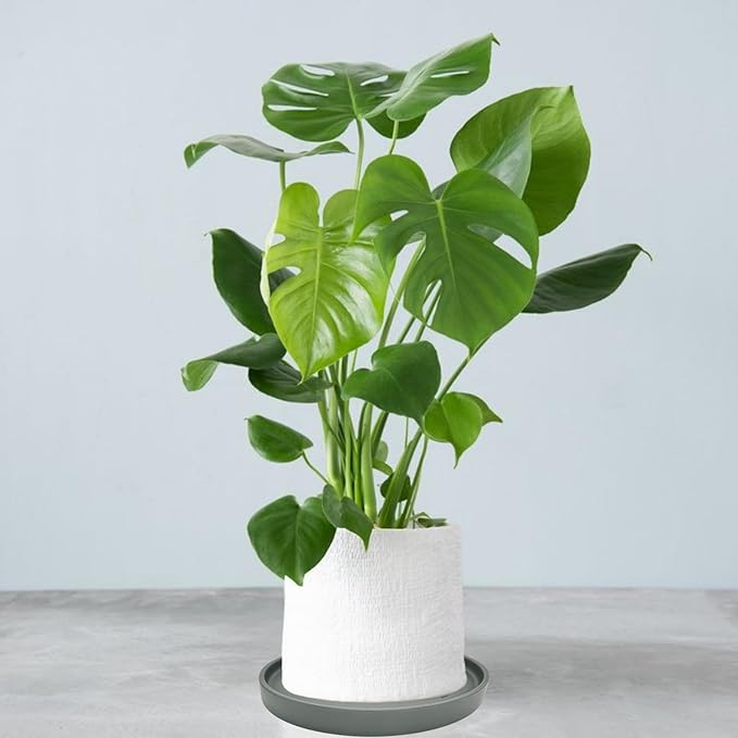 Ceramic Plant Saucer Pot Tray 12 Inch, Planter Saucers 4 5 6 7 8 9 10 11 12 13 Inch for Indoors Outdoor, Durable Sturdy Flower Drainage drip Water Tray for Glazed Pots Base (12.7 Inch-Grey)