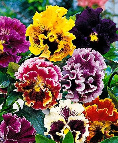 Ruffled Frilly Mixed Pansy Seed 40+ Seeds for Planting Frizzle Sizzle Flower