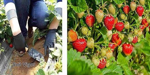 Potassium Polyacrylate Super Absorbent Polymer 1 Pound