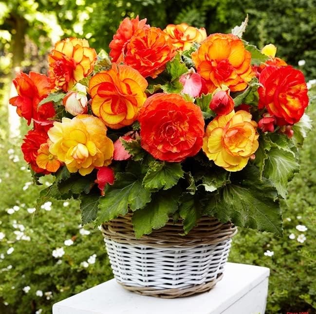 Seeds Wax Begonia Mix Large Flower Indoor Perennial Flowers for Planting