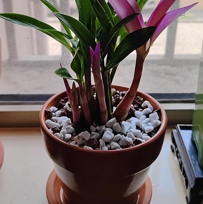 20 QT Professional Grade Horticultural Organic Perlite (20 QT, Large Size - Perlite)