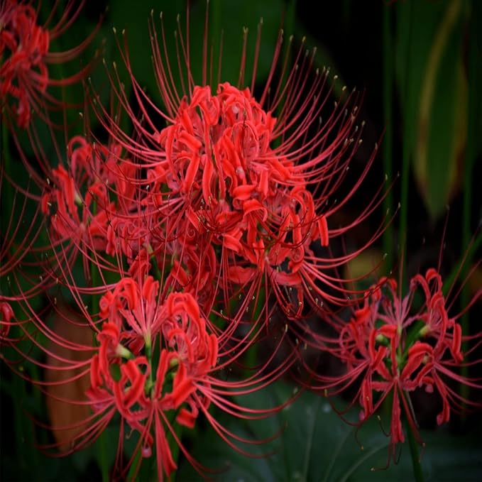3pcs Red Lycoris Radiata Bulbs Nerine Bowdenni Bulbs Red Bowden Lily Bulbs Red Spider Lily Hardy Easy to Plant Red Cornish Lily Bulbs
