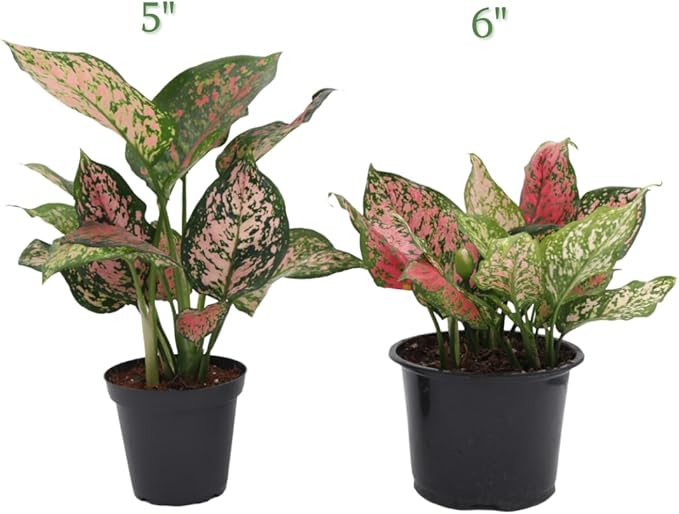American Plant Exchange Aglaonema Hot Pink Wishes, 6-Inch Pot, Stunning Pink & Red Color, Easy Care Live Plant for Home & Office