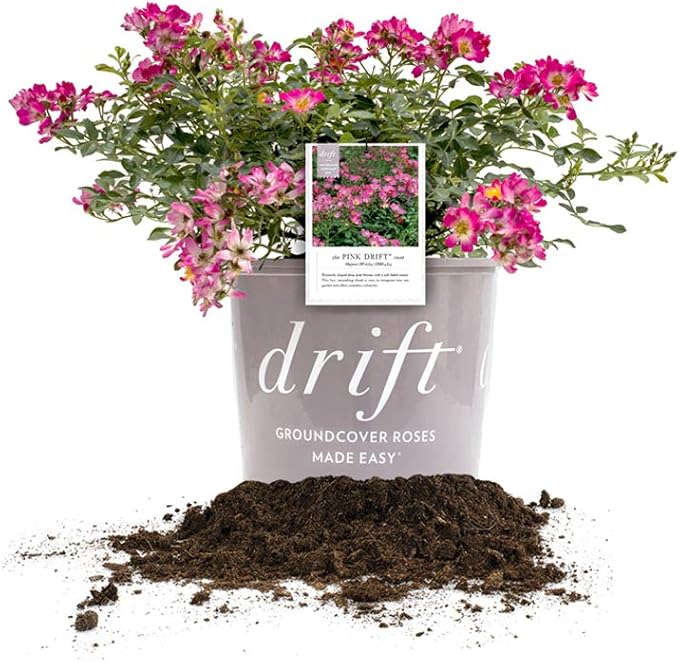 Perfect Plants Pink Drift Rose 1 Gallon, Live Plant Includes Special Blend Fertilizer & Planting Guide