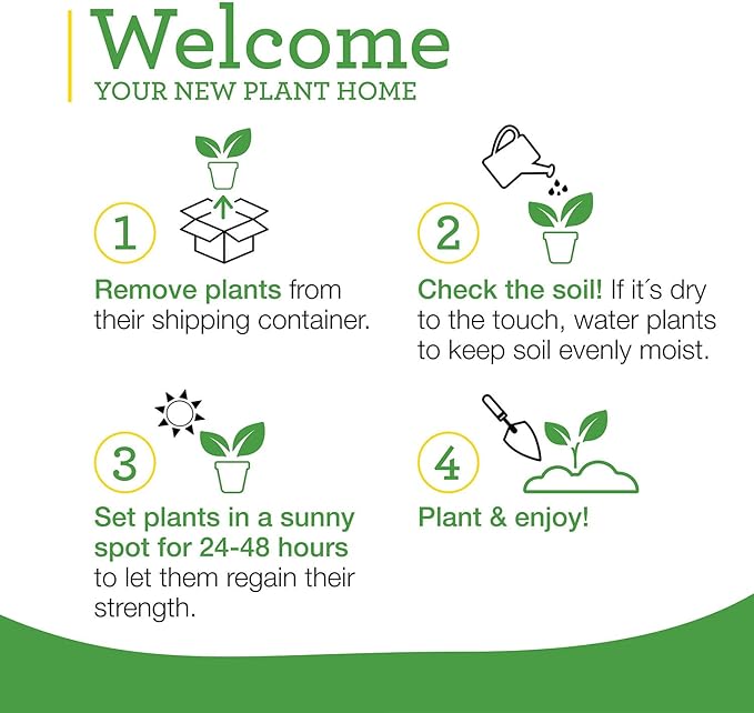 Bonnie Plants Green Bell Pepper Live Vegetable Plants - 4 Pack, Non-GMO, 2 - 3 Ft Plants, 4.5 x 4 Inch Pepper Size