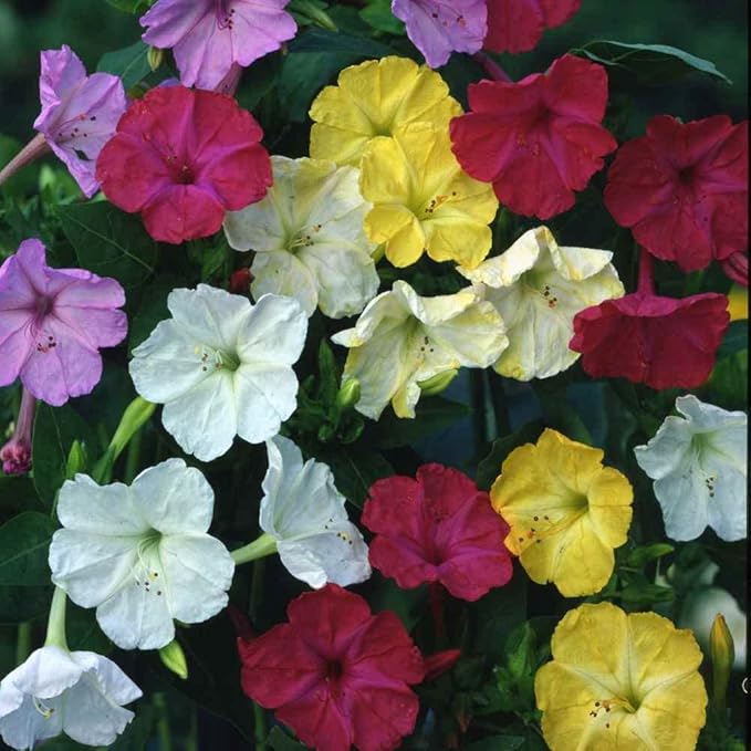 Outsidepride 5 lb. Perennial Mirabilis Jalapa Four O' Clock Flower Seed Mix for Planting