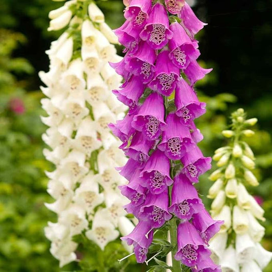 Outsidepride 10000 Seeds Biennial Digitalis Foxglove Gloxiniaeflora Flower Seed Mix for Planting