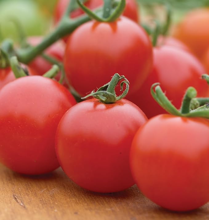 Burpee 'Super Sweet 100' Hybrid, Cherry Tomato, 50 Non-GMO Seeds