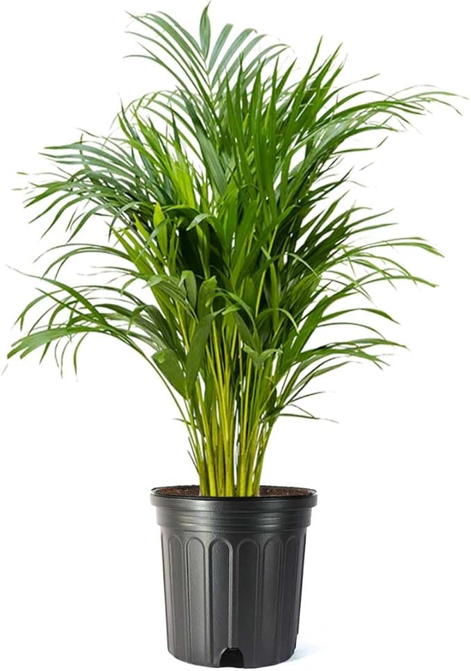 American Plant Exchange Areca Palm Tree Live Plant, 10-Inch Pot, Air Purifying Indoor Houseplant