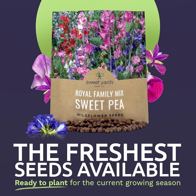 Sweet Pea Seeds Royal Mix - Bulk 1 Ounce Packet - Over 350 Seeds - Large Fragrant Lavender, Purple, Red, Pink and White Blooms