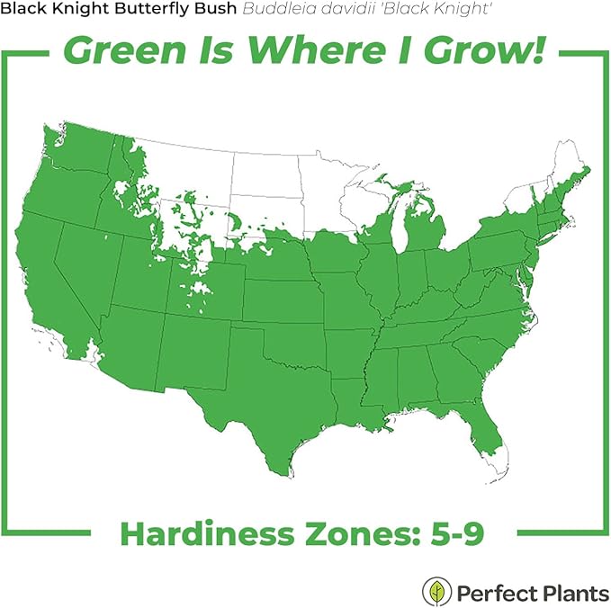 PERFECT PLANTS Black Knight Butterfly Shrub 1 Gallon | Live Bush for Outdoor Planting | Attracting Pollinators Like Butterflies, Bees, and Hummingbirds | Beautiful Dark Purple Flowers in Summer