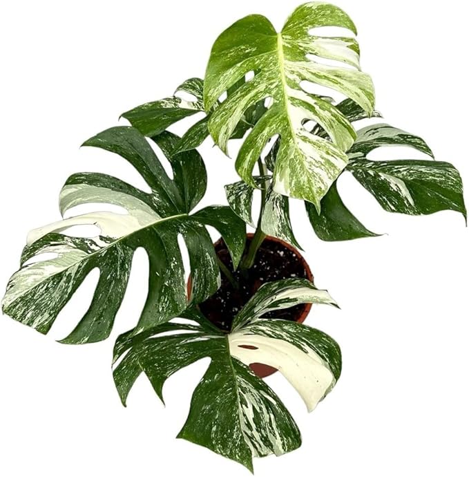 Albo Variegata Soil Blend - Hand-Crafted with The Finest Ingredients for Vibrant Foliage - 3 Quart