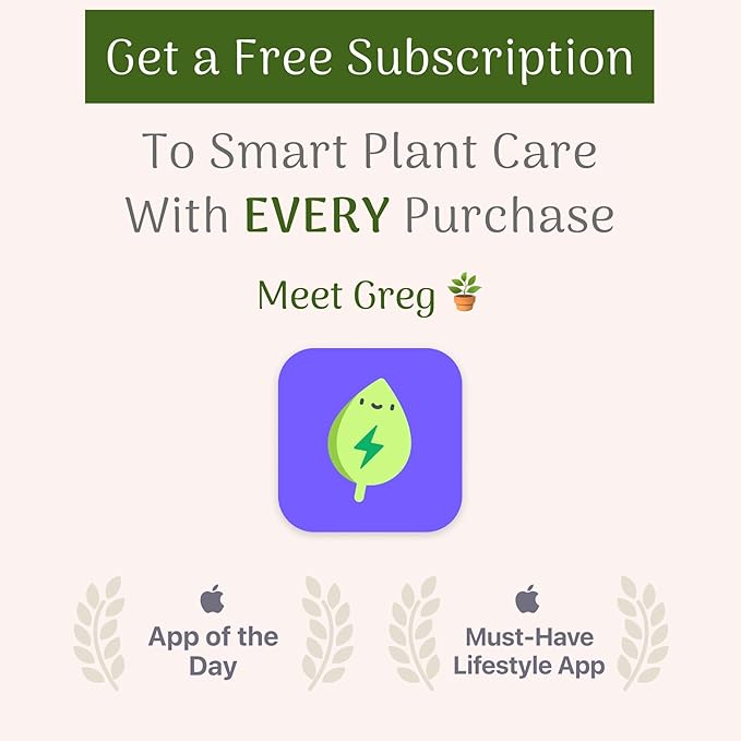 AMERICAN PLANT EXCHANGE Exotic Houseplant Dish Garden, 4-Inch Pot, Assorted Vining Foliage, Live Indoor Plants, Seasonal Selection of Philodendrons, Pothos, Scindapsus and More!