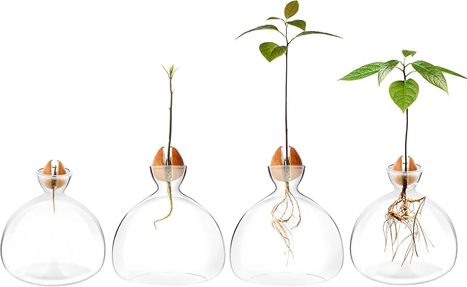 Avocado Seed Starter Planter Vase Pot Avocado Tree Growing Kit Glass Vases Grow Avocado Trees at Home Avocado Tree Growing Kit Unusual Gardening Gifts
