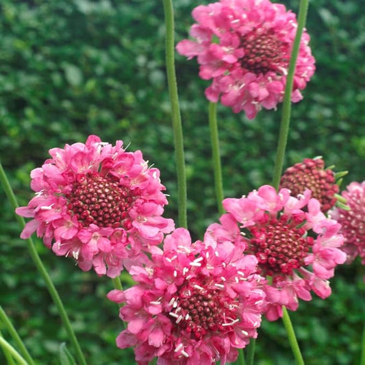 Outsidepride 400 Seeds Perennial Rose Scabiosa Pincushion Flower Seeds for Planting