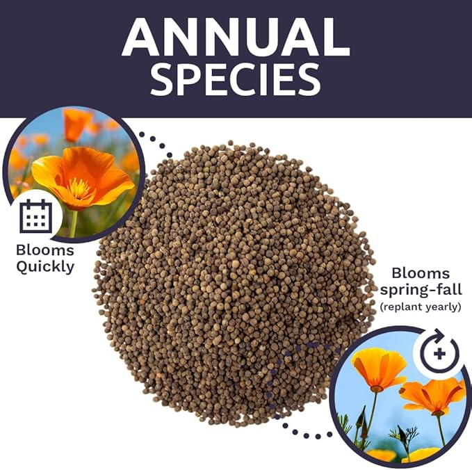 California Orange Poppy Wildflower Seeds - Bulk 1/4 Pound Bag - Over 80,000 Native Seeds - California State Flower!