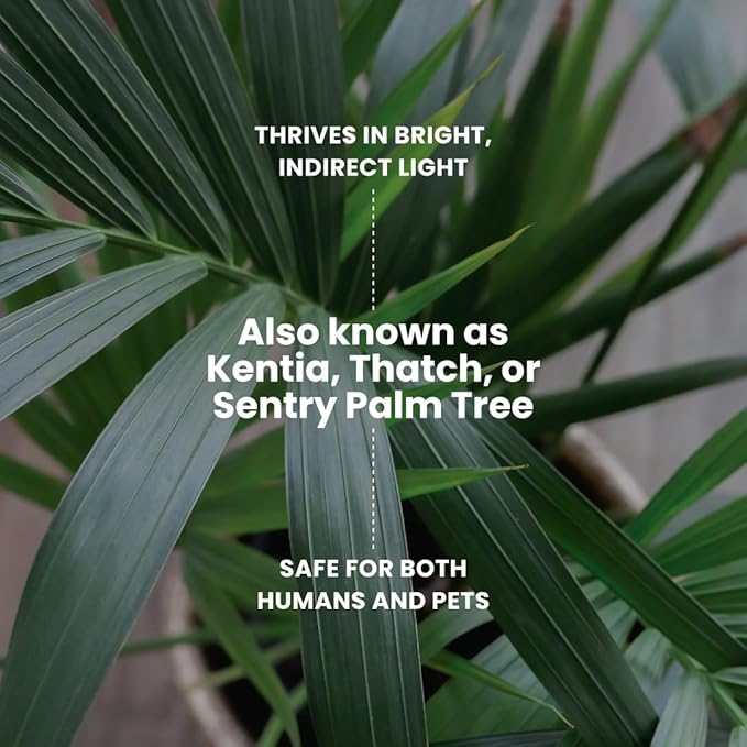 American Plant Exchange Kentia Palm Live Plant, 10-Inch Pot, Large Exotic Houseplant, Green Foliage