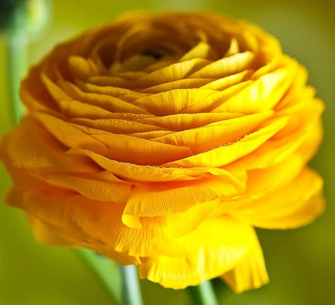 Mixed Peony Ranunculus Bulbs- Persian Buttercup -10 Corms Bulbs Flowering Blooms Perennial Bulbous Root Garden Plant (Yellow)