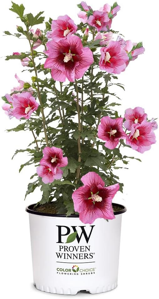 2g Proven Winners Hibiscus Red Pillar