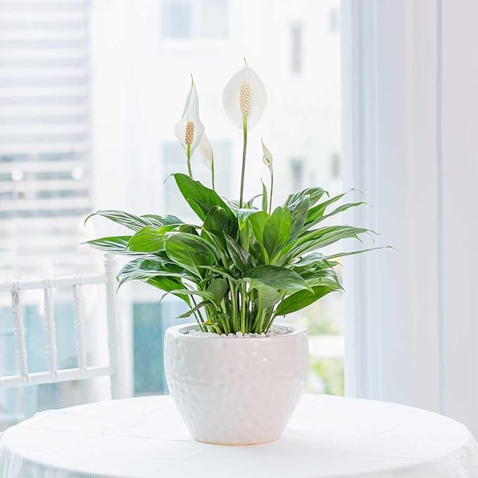 American Plant Exchange Peace Lily, Live Spathiphyllum Plants, 4-Inch Pots, 4 Pack in Deco Covers, Flowering Houseplants, Easy Care, Low Light, Perfect for Housewarming, Sympathy, or Party Gifts