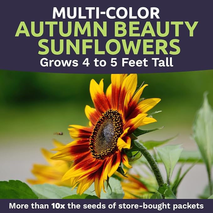 Autumn Beauty Sunflower Seeds – Extra Large Packet – Over 1,400 Open Pollinated Non-GMO Wildflower Seeds – Helianthus annus – Beautiful Shades of Gold, Bronze, Yellow, and Purple
