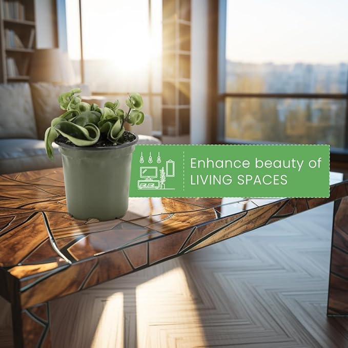 American Plant Exchange Live Hindu Rope Plant, Hoya Carnosa Compacta Plant, Krinkle Kurl Plant, Wax Plant, Plant Pot for Home and Garden Decor, 4" Pot