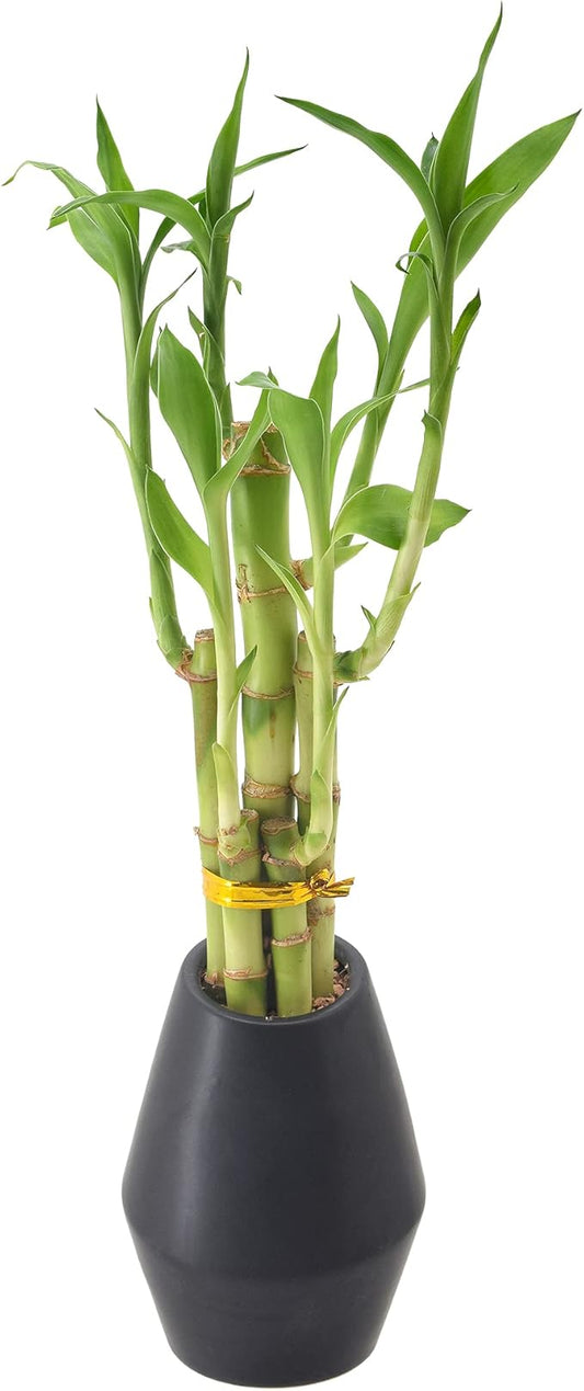 Arcadia Garden Products 5-Stem Lucky Bamboo, Live Indoor Plant in Dimension II Ceramic Planter for Home, Work, or Gift, Black ***Cannot Ship to Hawaii***