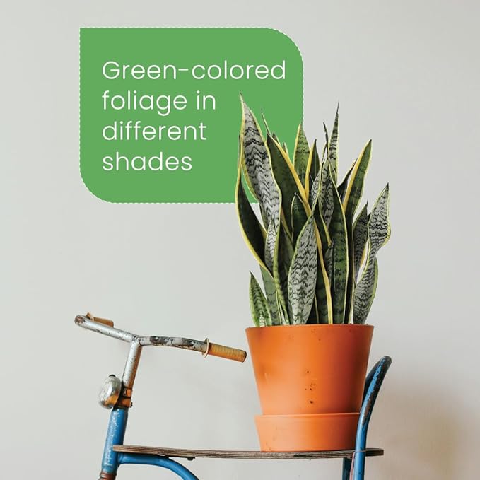 American Plant Exchange Live Sansevieria Trifasciata Laurentii Plant and Sansevieria Trifasciata Zeylanica Plant, Sansevieria Plant Bundle, Plant Pots for Home and Garden Decor, 10" Pot, Pack of 2