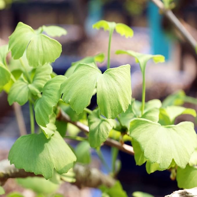 Brussel's Bonsai Live Ginkgo Bonsai Tree - 4 Years, 10 to 14 Inches Tall - Outdoor Bonsai Tree Live in Decorative Ceramic Bonsai Pot