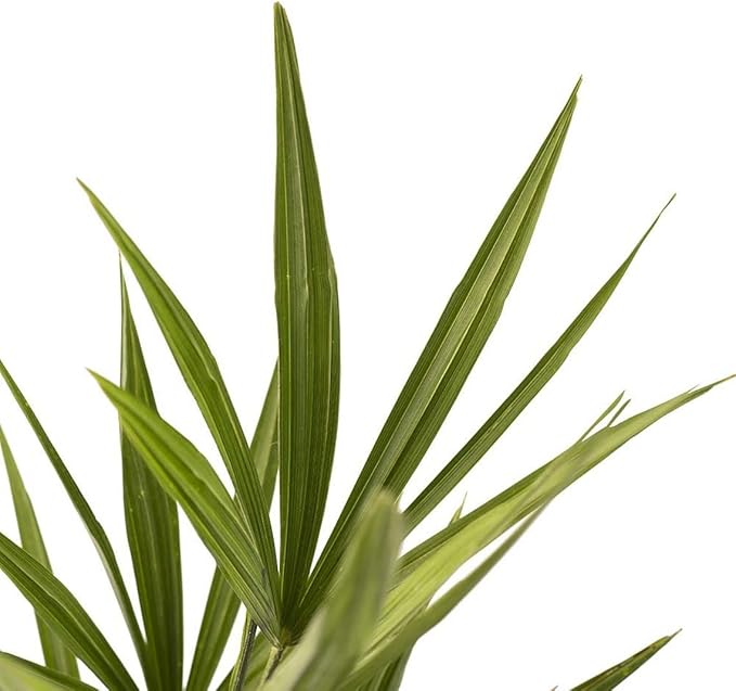 American Plant Exchange Windmill Palm Tree, Cold Hardy, Drought Tolerant, Easy to Care Tropical Live Plant for Outdoor Landscapes, 3 Pack of 4 Pots