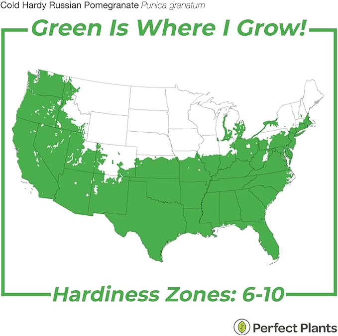 Russian Pomegranate in a 1 Gal. Grower's Pot | Cold Hardy Drought Tolerant | Yields Large Delicious Fruit | Real Dwarf Fruiting Tree