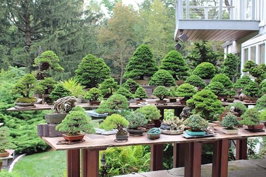 Bonsai Master - 32 oz - Premium Liquid Kelp Fertilizer for Stunning Bonsai Displays