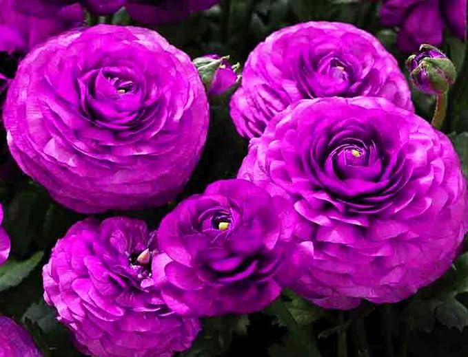 Mixed Peony Ranunculus Bulbs- Persian Buttercup -10 Corms Bulbs Flowering Blooms Perennial Bulbous Root Garden Plant (Purple)