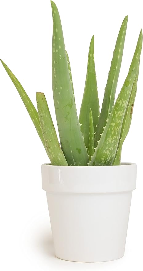 Aloe Vera Plant Live Succulent Plants, Live Aloe Plant in White Planter, Live Aloe Vera Plant Succulents, Aloe Plants Live Indoor Plants, Live Aloe Vera Plant Indoor House Plants by Plants for Pets
