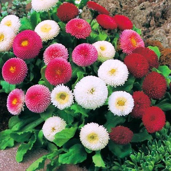 Seeds English Double Daisy Bellis perennis Mix - Perennial Flowers for Planting - GMO Free