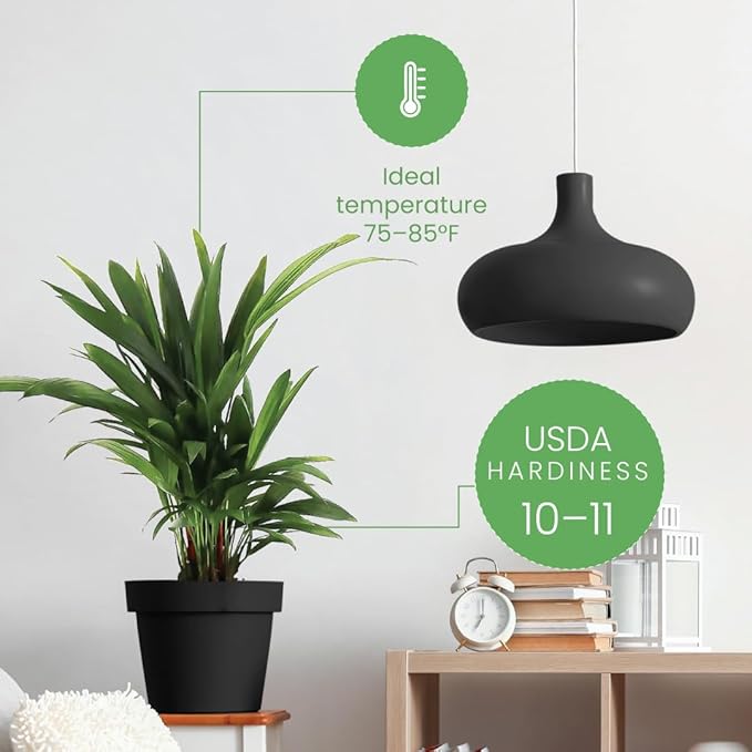 American Plant Exchange Lipstick Palm, Sealing Wax Live Plant, 10" Pot, Exotic Palm Tree, Green Foliage