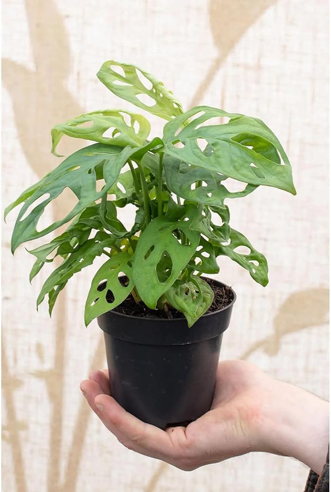 Five Holes Monstera Soil Mix - Trusted by Experts for Strong and Healthy Plants - 20 Quart (4 Bags of 5 Quart)