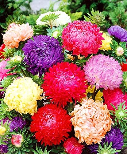 Peony Aster Mix About 100 Seeds for Planting Non-GMO Pack with Growing Instructions Flower Garden