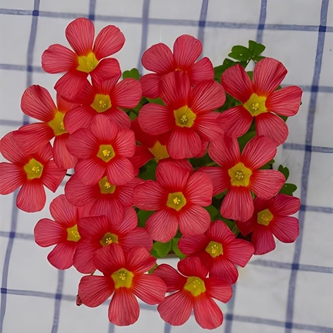 Oxalis Obtusa 'Sundisc' Jane - 5 Premium Bulbs, Red Flowers, Unique Houseplant