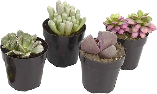 Altman Plants, Mimicry Succulents Plants Live Mini Succulents (4 Pack), Lithops Live Plants Outdoor or Live Indoor Plants, Living Stones Succulent Plants Live Houseplants, Succulent Plant House Plants