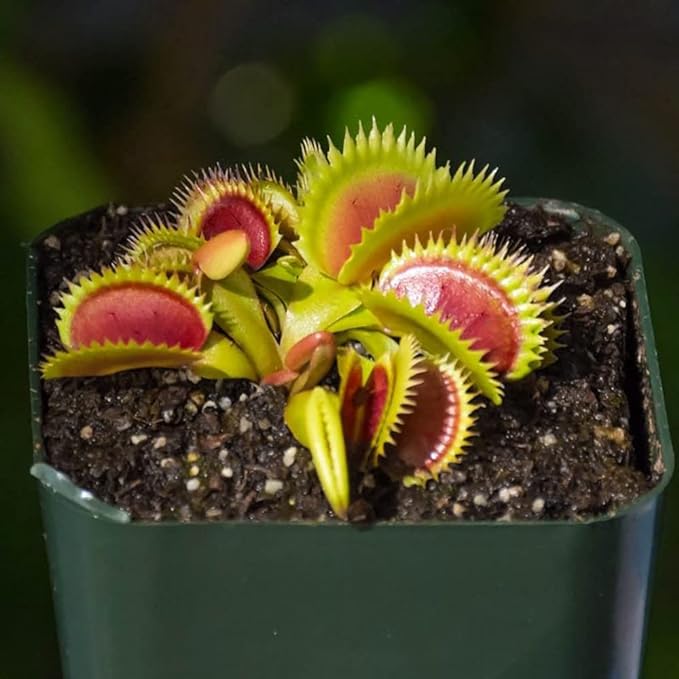 Carnivorous Plant Soil Mix, 2 QT Small Size Bag for Repotting, All Natural Ingredients Great for Venus, Sundews, and Pitcher Plants